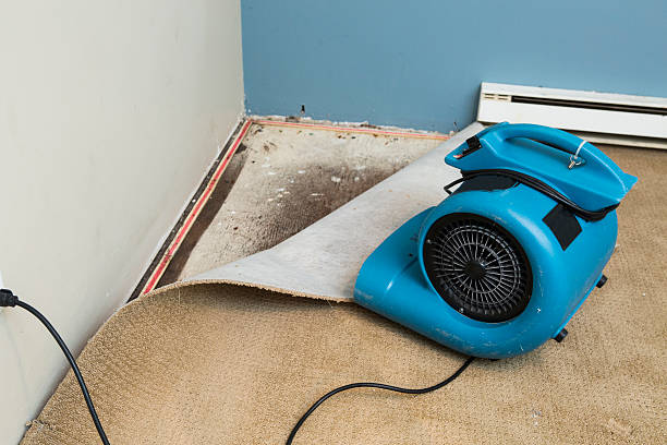 Best Flood damage cleanup  in Humansville, MO